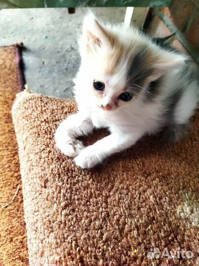 Котята в добрые руки бесплатно