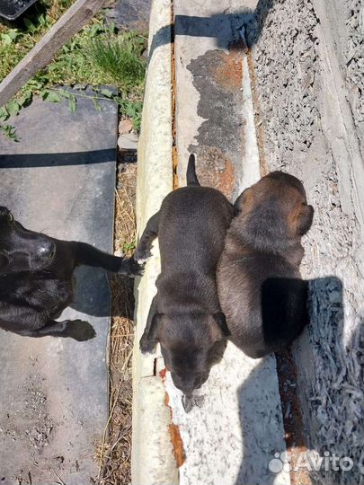 Собака щенок