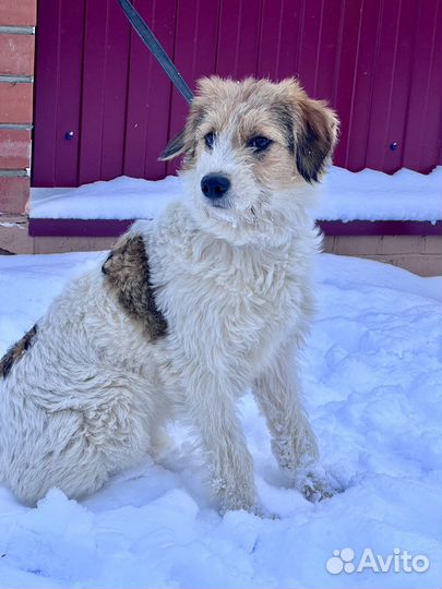 Метис парсон-рассел терьера, девочка, ищет семью