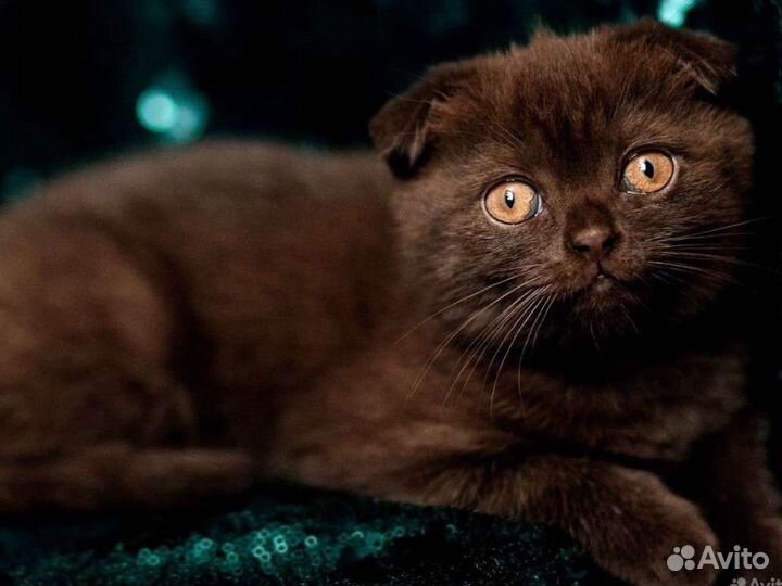 Британская вязка