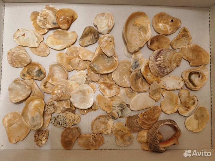 Морские ракушки и камни 1,6 кг