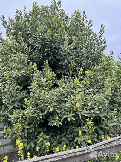 Лавровый лист