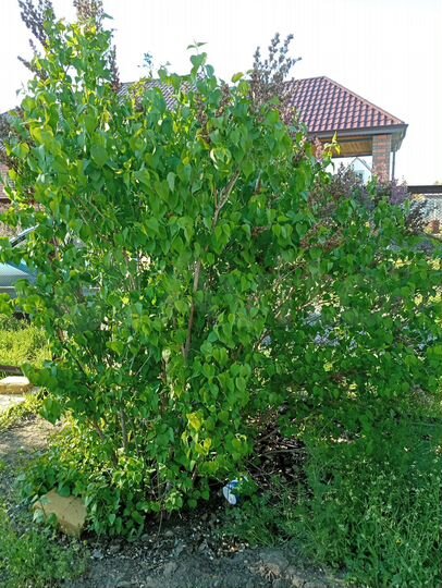 Дача 20 м² на участке 6 сот.