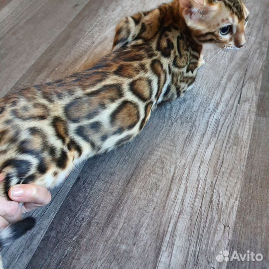 Чистокровный бенгал