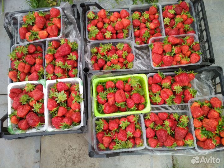 Саженцы клубники