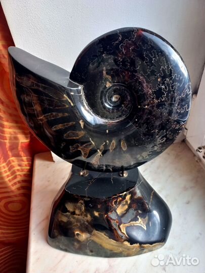 Крупный аммонит на подставке