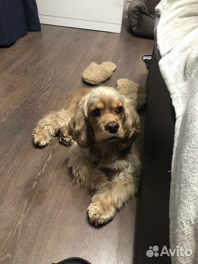 Американский кокер спаниель вязка (кабель)