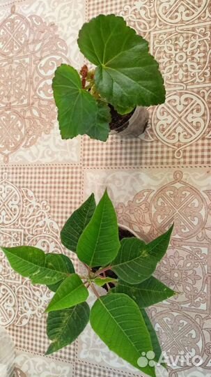 Белая бегония и пуансеттия (рождественская звезда)