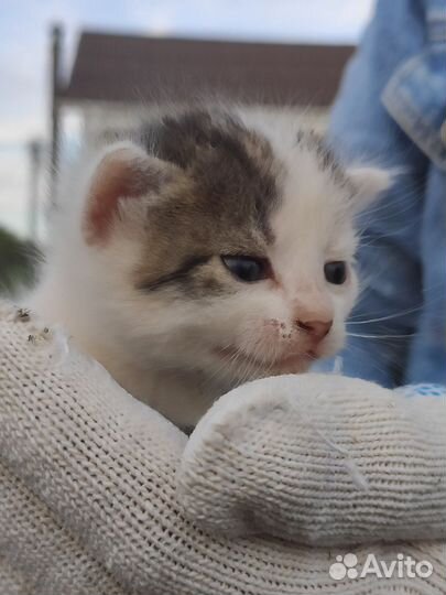 Великолепные котята