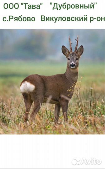 Охота на косулю и кабана, лося, зайца