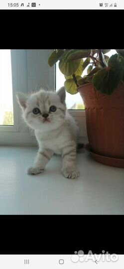 Кот вязка