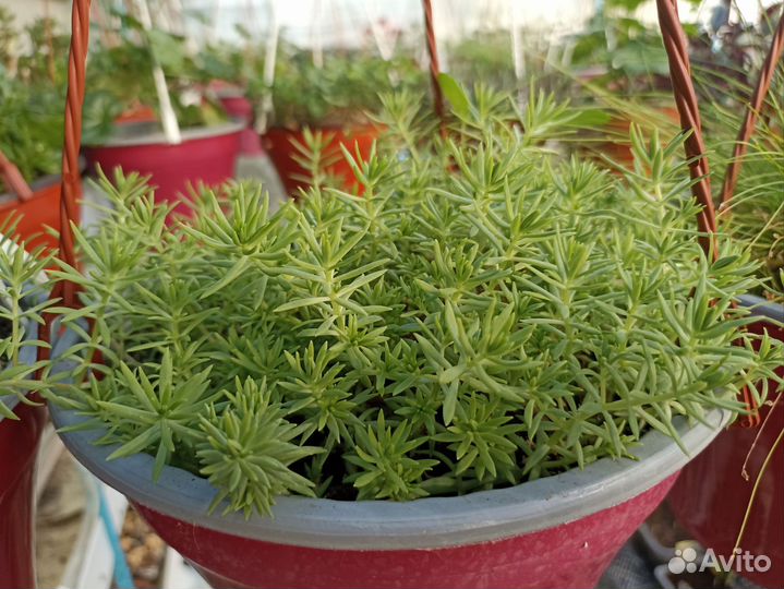 Цветы в кашпо