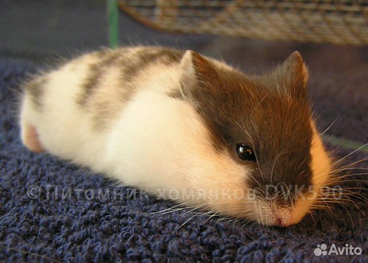 Хомячок 