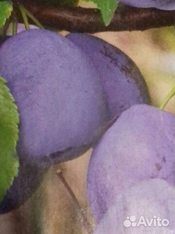 Саженцы Сливы синей овальной