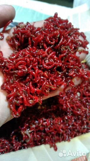 Червь,мотыль,опарыш,черви