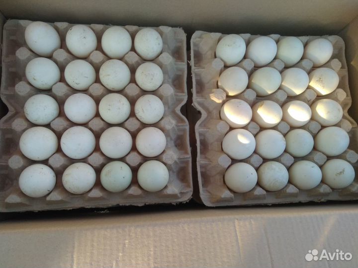 Бройлер Кобб-500/Росс-308