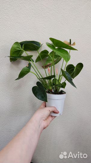 Антуриум Спирит