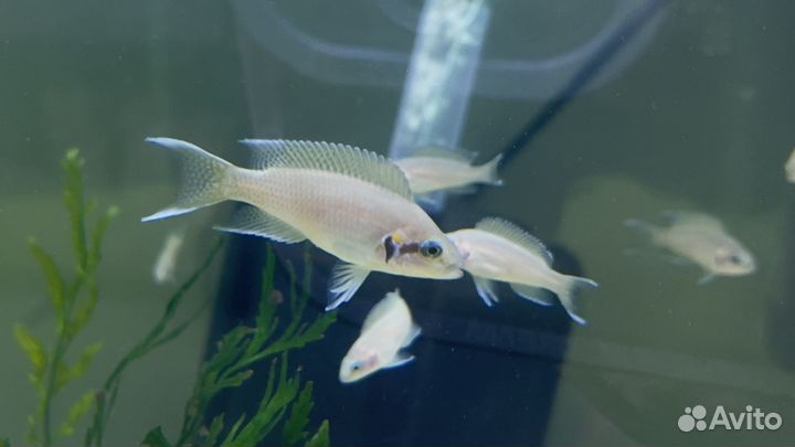 Аквариумные рыбки