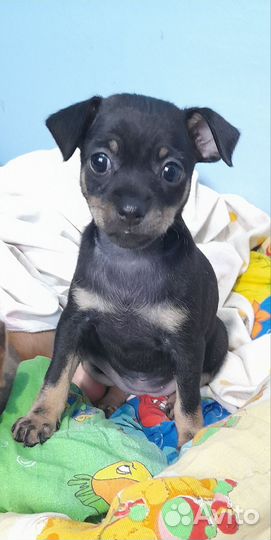 Щенки Той-терьер