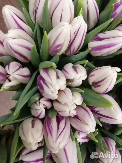 Луковицы Голандских тюльпанов