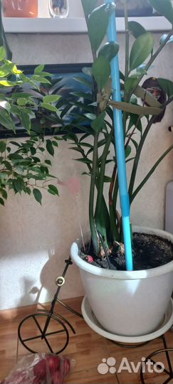 Комнатные цветы