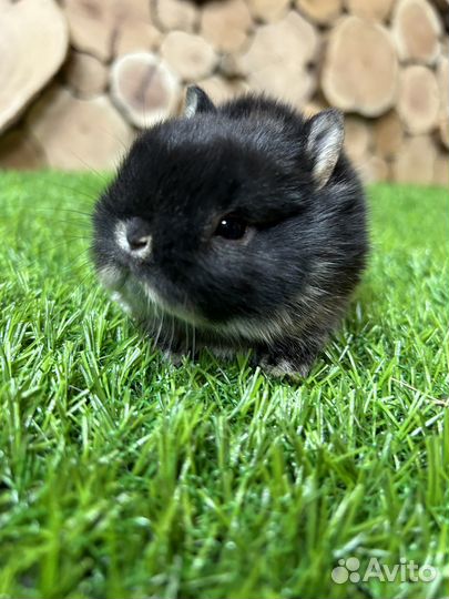 Мини кролики