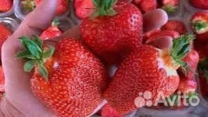 Рассада клубники элитная