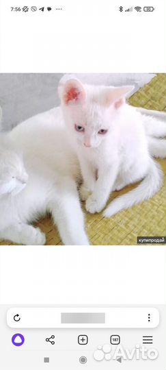 Котята као мани