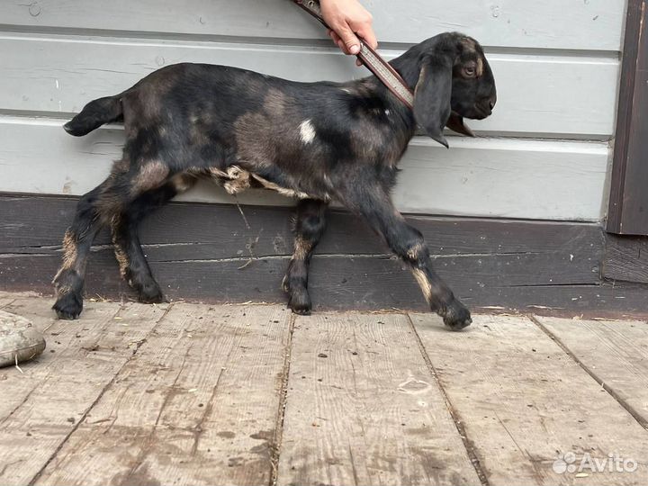 Англо нубийские козы