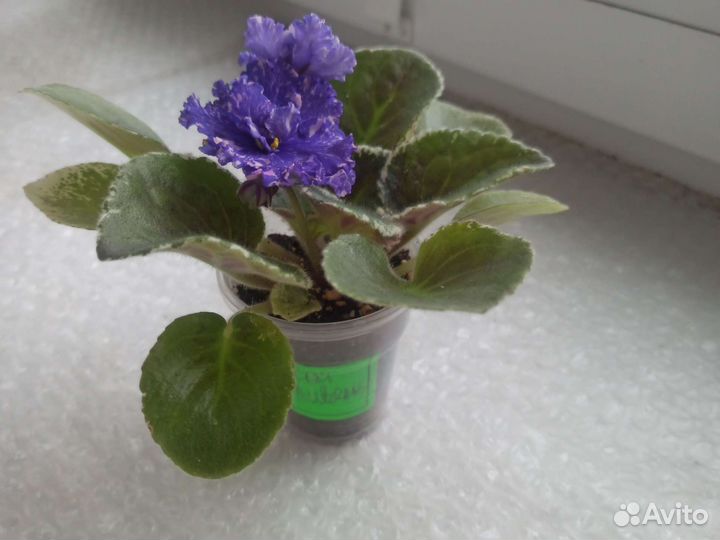 Фиалки сортовые