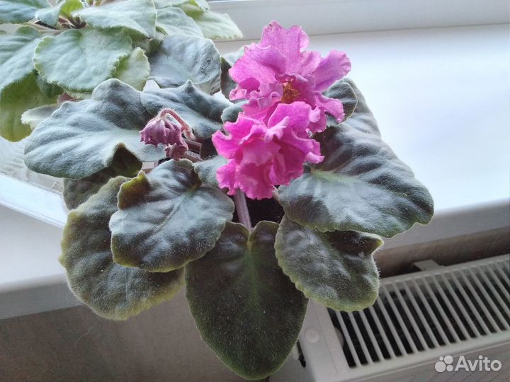 Фиалки сортовые цветущие