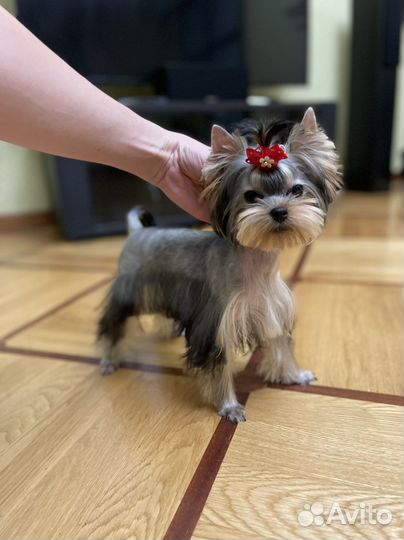 Груминг/ стрижка собак мелких пород