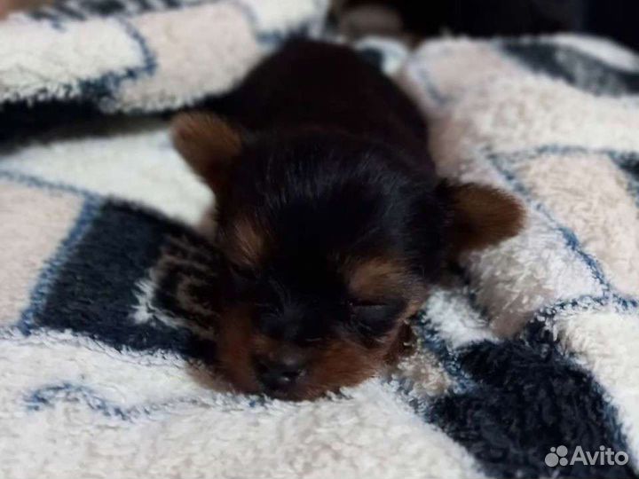 Йоркширский терьер мини девочка