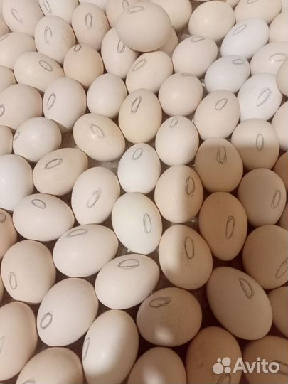 Козье молоко.Яйца домашние.Инкубационное яйцо