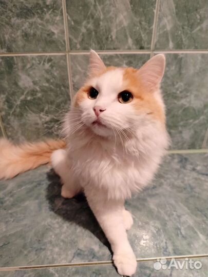 Кошка в дар