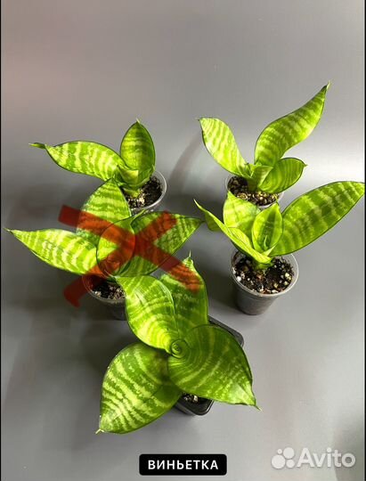 Сансевиерия сортовая