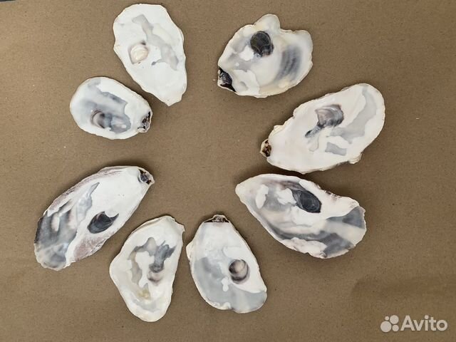 Плоские створки устриц/раковины устриц/ракушки