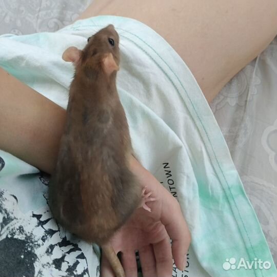 Крысы Дамбо с клеткой