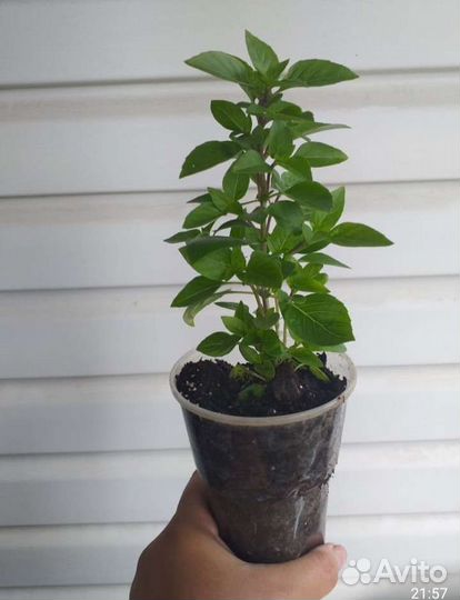 Базилик Кипрский