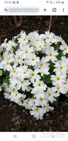 Примула садовая 