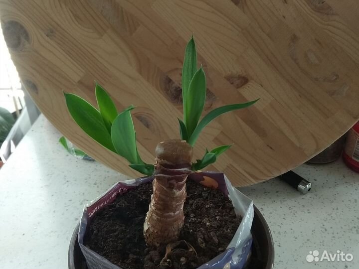 Пальма юкка