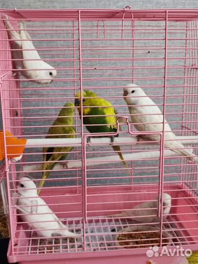 Пара волнистых попугаев