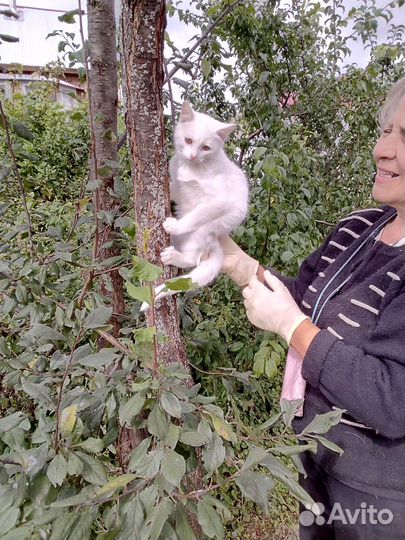 Два котенка