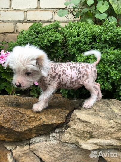 Китайская хохлатая