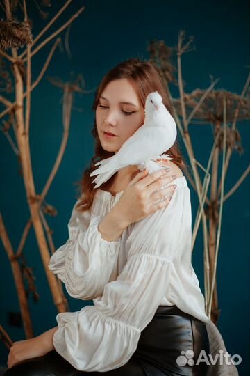 Голубь для фотосессий