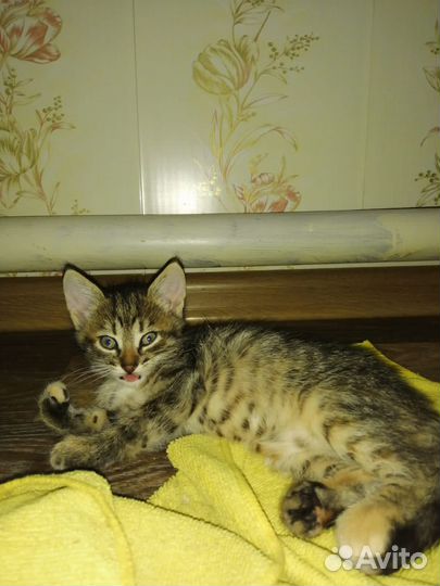 Котята в добрые руки. три девочки