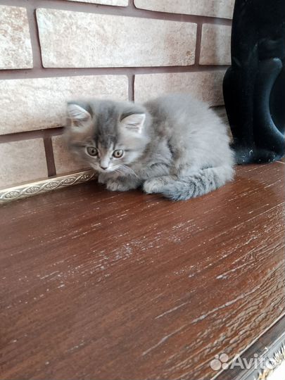 Вислоухая кошечка