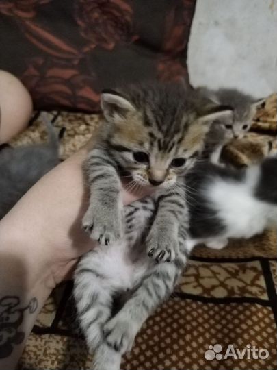 Кошка в дар