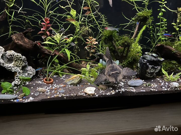 Сом анциструс 35 см бесплатно