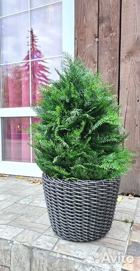 Декоративное дерево Туя 70 см